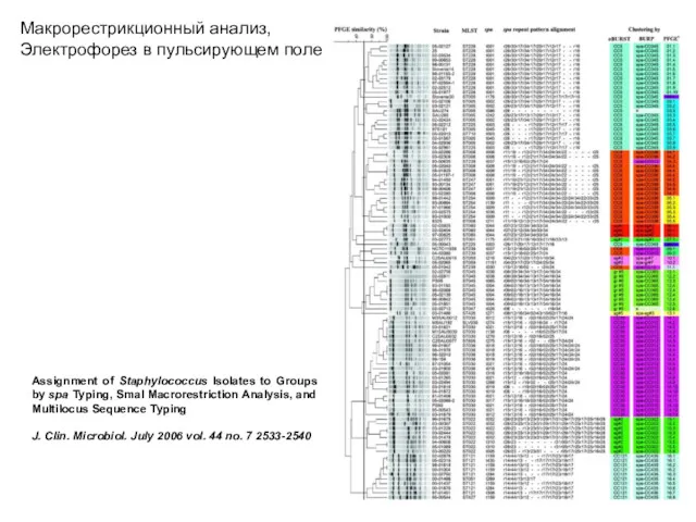 Макрорестрикционный анализ, Электрофорез в пульсирующем поле Assignment of Staphylococcus Isolates