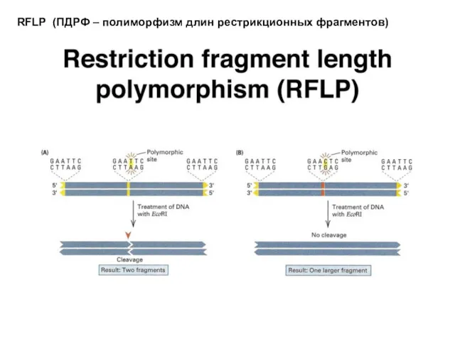 RFLP (ПДРФ – полиморфизм длин рестрикционных фрагментов)