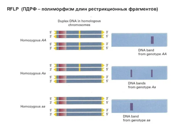 RFLP (ПДРФ – полиморфизм длин рестрикционных фрагментов)