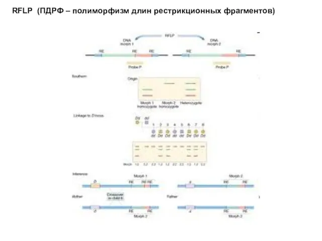 RFLP (ПДРФ – полиморфизм длин рестрикционных фрагментов)