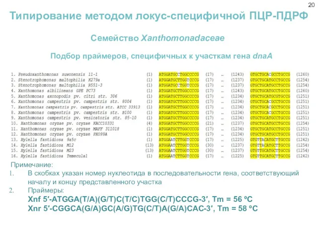 Подбор праймеров, специфичных к участкам гена dnaA Примечание: В скобках