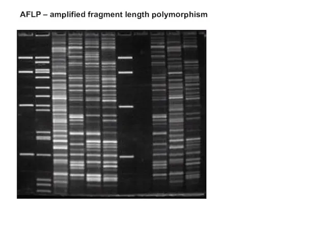 AFLP – amplified fragment length polymorphism