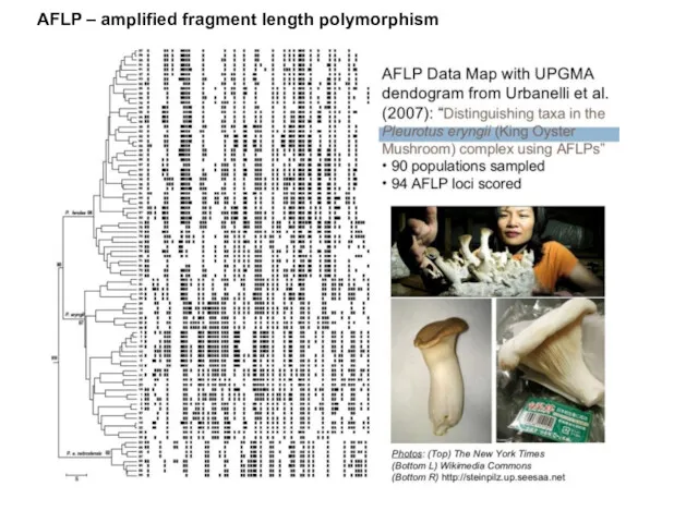 AFLP – amplified fragment length polymorphism