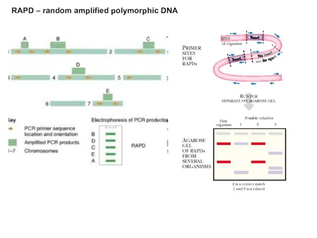 RAPD – random amplified polymorphic DNA