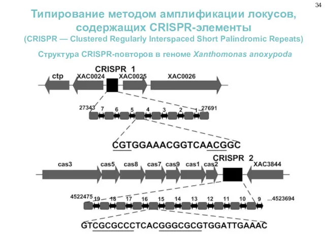 Типирование методом амплификации локусов, содержащих CRISPR-элементы (CRISPR — Clustered Regularly
