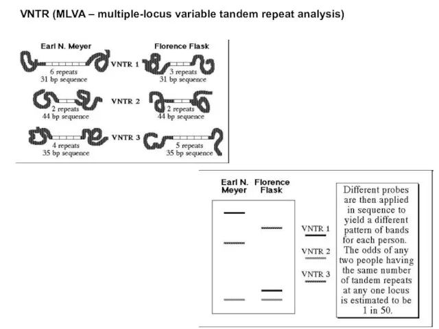 VNTR (MLVA – multiple-locus variable tandem repeat analysis)