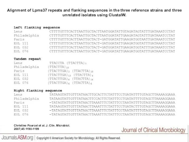Alignment of Lpms37 repeats and flanking sequences in the three