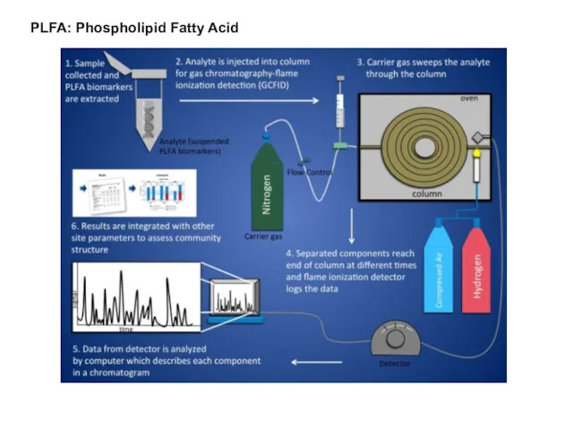 PLFA: Phospholipid Fatty Acid