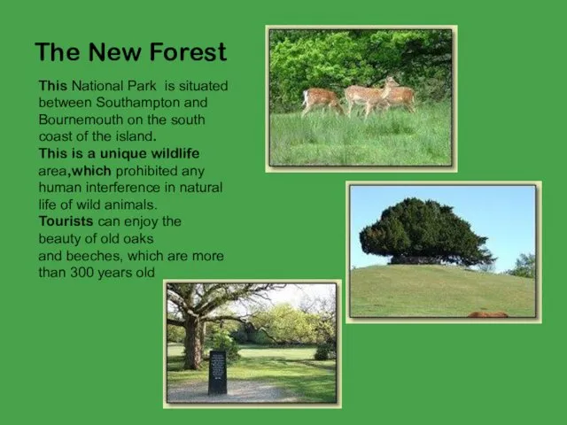 The New Forest This National Park is situated between Southampton and Bournemouth on