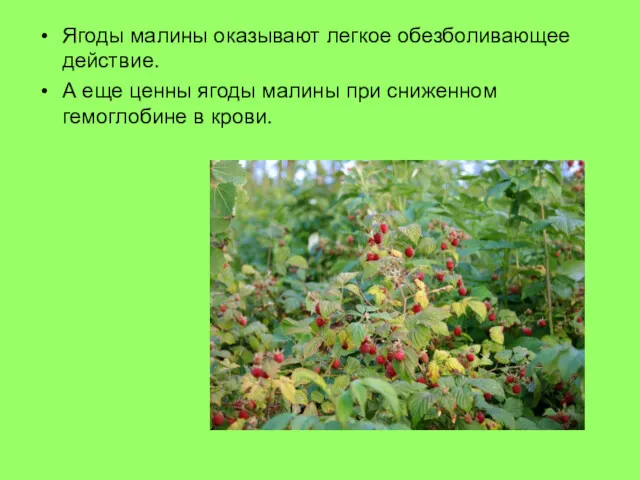 Ягоды малины оказывают легкое обезболивающее действие. А еще ценны ягоды малины при сниженном гемоглобине в крови.