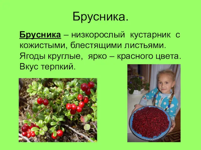 Брусника. Брусника – низкорослый кустарник с кожистыми, блестящими листьями. Ягоды