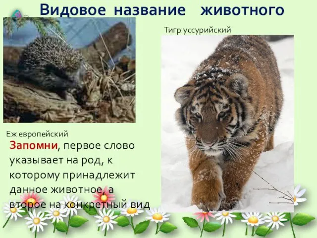 Видовое название животного Еж европейский Тигр уссурийский Запомни, первое слово