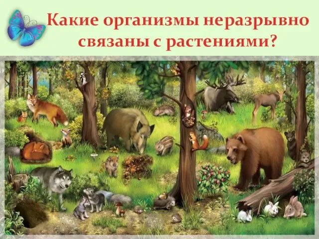 Какие организмы неразрывно связаны с растениями?