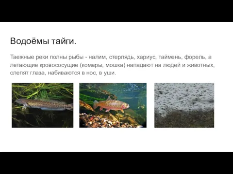 Водоёмы тайги. Таежные реки полны рыбы - налим, стерлядь, хариус,