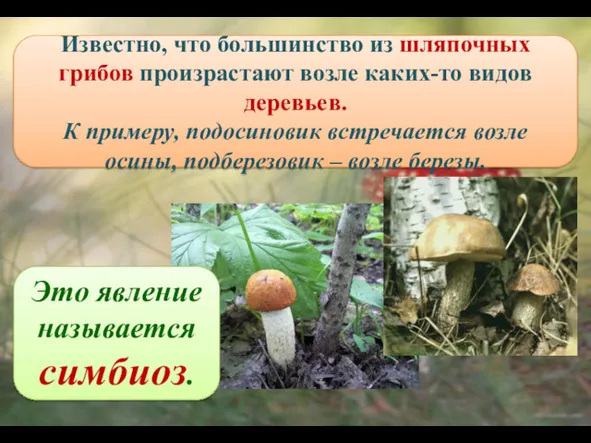 Известно, что большинство из шляпочных грибов произрастают возле каких-то видов