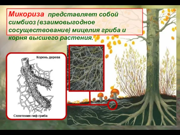 Микориза представляет собой симбиоз (взаимовыгодное сосуществование) мицелия гриба и корня высшего растения.