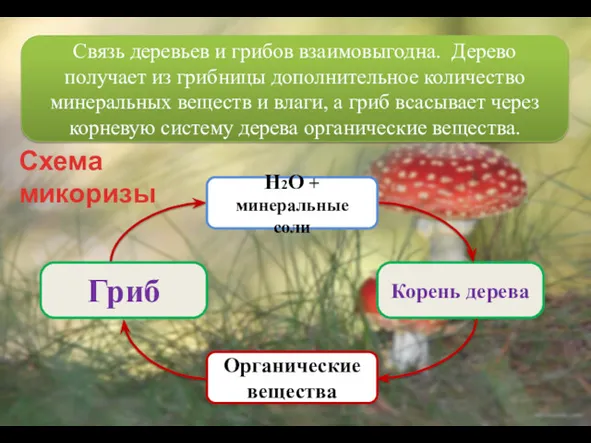 Корень дерева Схема микоризы Гриб Связь деревьев и грибов взаимовыгодна.