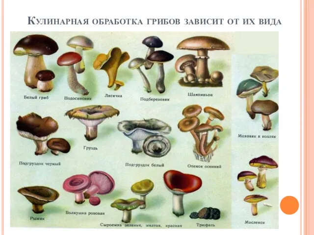 Кулинарная обработка грибов зависит от их вида