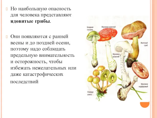 Но наибольшую опасность для человека представляют ядовитые грибы. Они появляются