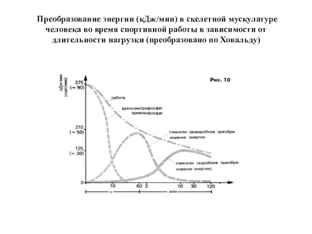 Преобразование энергии (кДж/мин) в скелетной мускулатуре человека во время спортивной