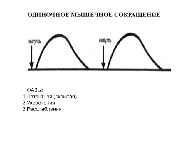 ОДИНОЧНОЕ МЫШЕЧНОЕ СОКРАЩЕНИЕ ФАЗЫ: Латентная (скрытая) Укорочения Расслабления