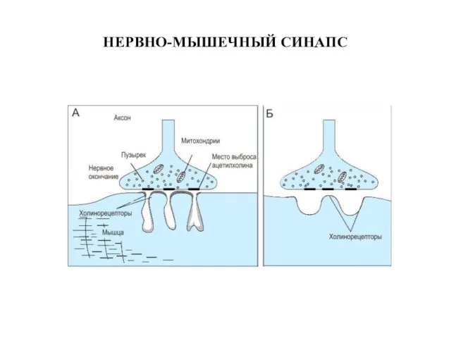 НЕРВНО-МЫШЕЧНЫЙ СИНАПС