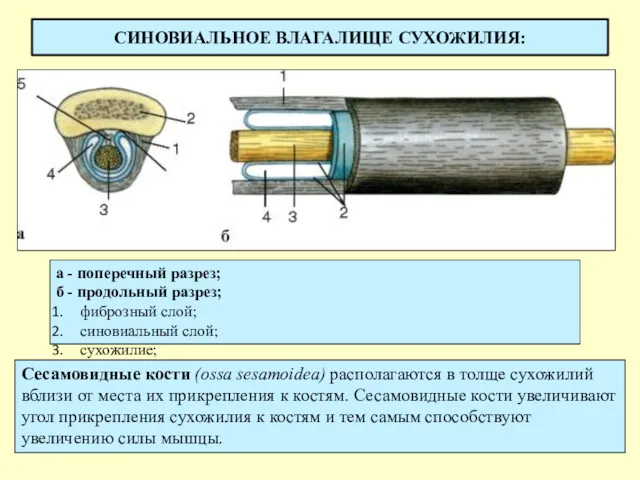 СИНОВИАЛЬНОЕ ВЛАГАЛИЩЕ СУХОЖИЛИЯ: а - поперечный разрез; б - продольный