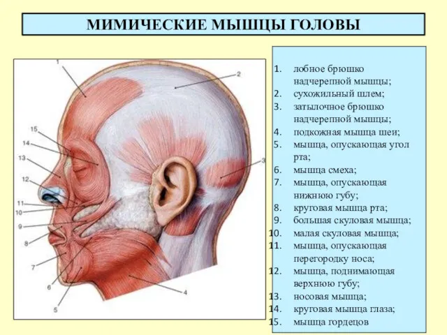 МИМИЧЕСКИЕ МЫШЦЫ ГОЛОВЫ лобное брюшко надчерепной мышцы; сухожильный шлем; затылочное