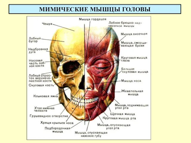 МИМИЧЕСКИЕ МЫШЦЫ ГОЛОВЫ