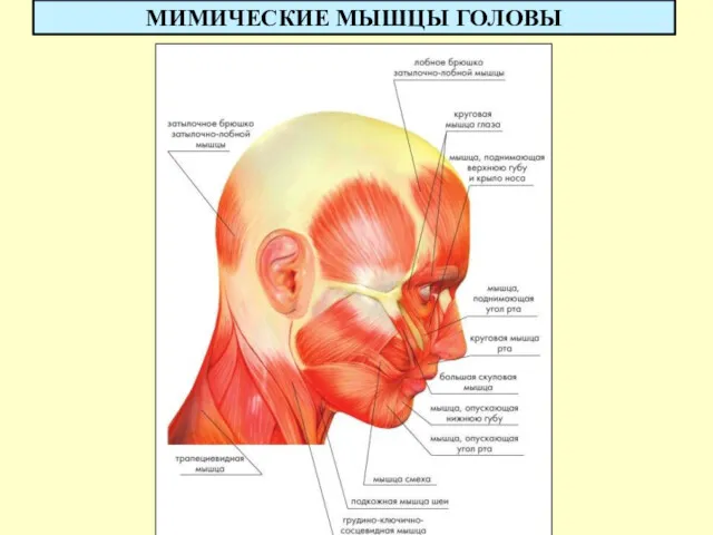 МИМИЧЕСКИЕ МЫШЦЫ ГОЛОВЫ