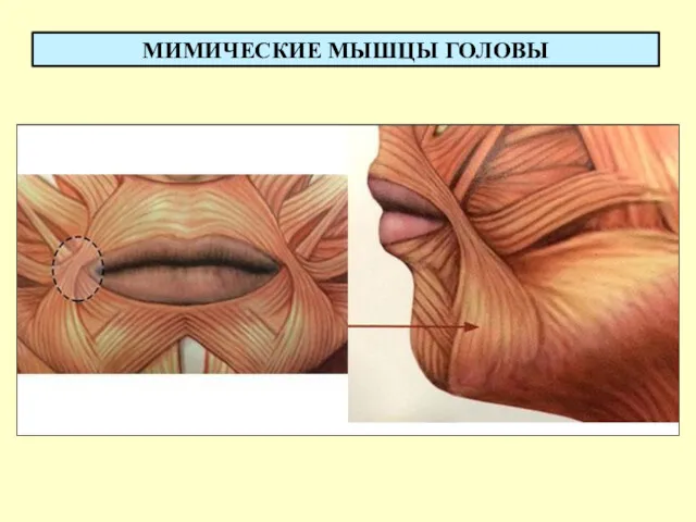 МИМИЧЕСКИЕ МЫШЦЫ ГОЛОВЫ