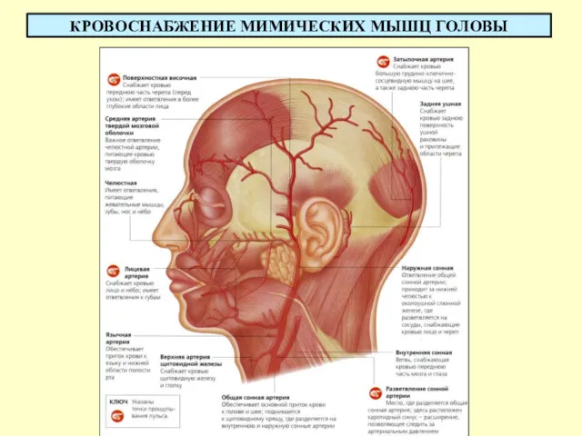 КРОВОСНАБЖЕНИЕ МИМИЧЕСКИХ МЫШЦ ГОЛОВЫ