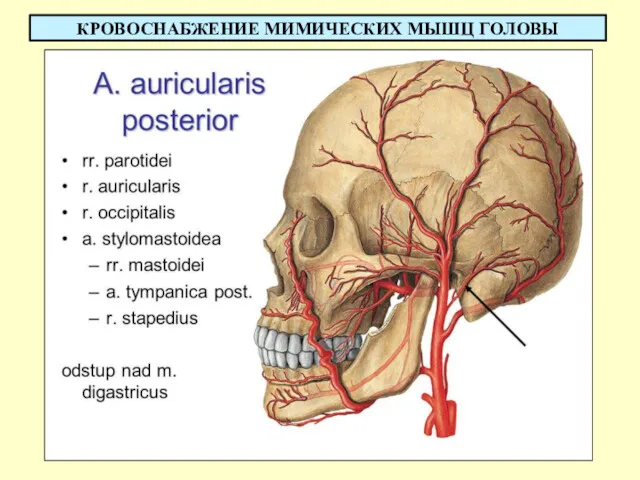 КРОВОСНАБЖЕНИЕ МИМИЧЕСКИХ МЫШЦ ГОЛОВЫ