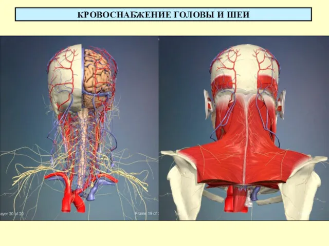 КРОВОСНАБЖЕНИЕ ГОЛОВЫ И ШЕИ