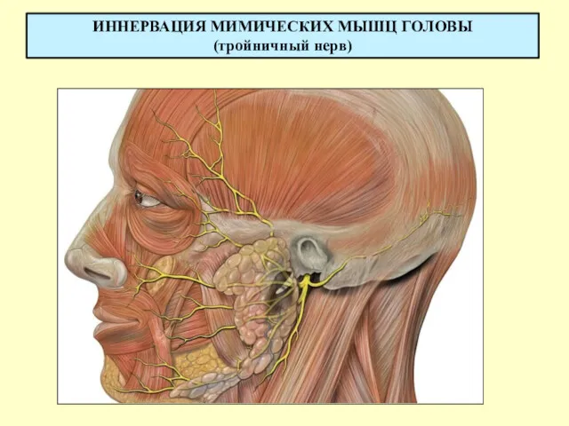 ИННЕРВАЦИЯ МИМИЧЕСКИХ МЫШЦ ГОЛОВЫ (тройничный нерв)