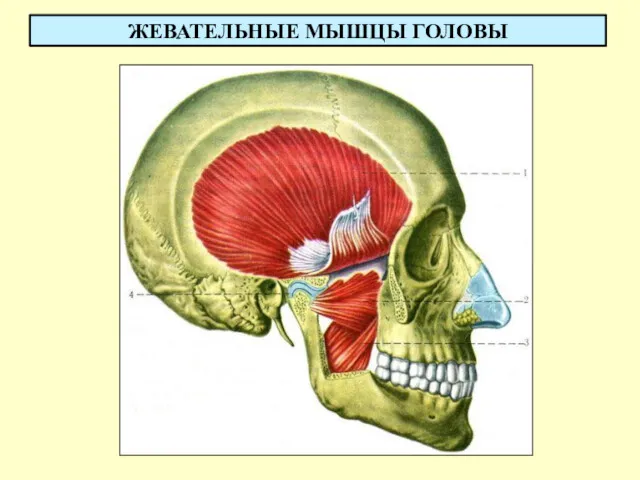 ЖЕВАТЕЛЬНЫЕ МЫШЦЫ ГОЛОВЫ