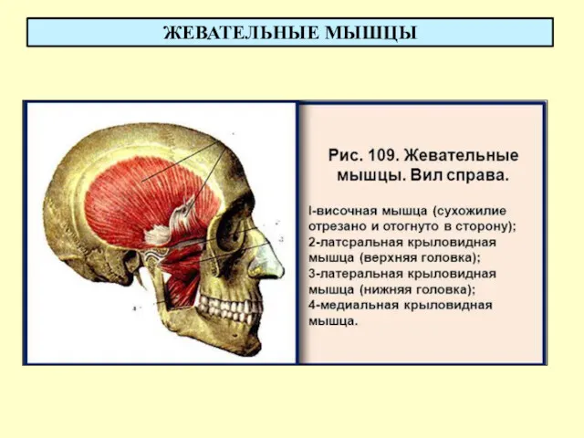 ЖЕВАТЕЛЬНЫЕ МЫШЦЫ