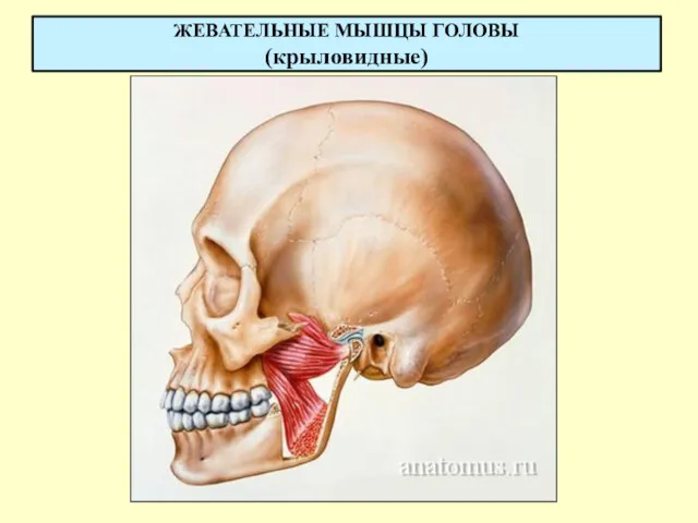 ЖЕВАТЕЛЬНЫЕ МЫШЦЫ ГОЛОВЫ (крыловидные)