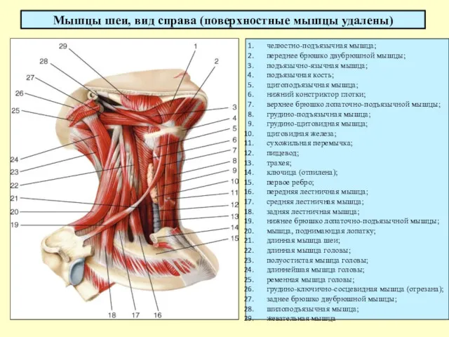 Мышцы шеи, вид справа (поверхностные мышцы удалены) челюстно-подъязычная мышца; переднее