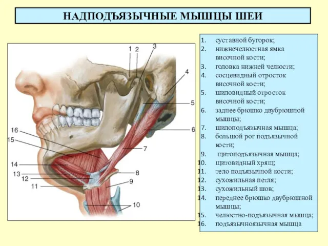 НАДПОДЪЯЗЫЧНЫЕ МЫШЦЫ ШЕИ суставной бугорок; нижнечелюстная ямка височной кости; головка