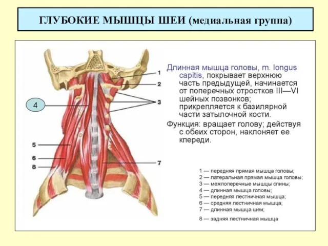 ГЛУБОКИЕ МЫШЦЫ ШЕИ (медиальная группа)