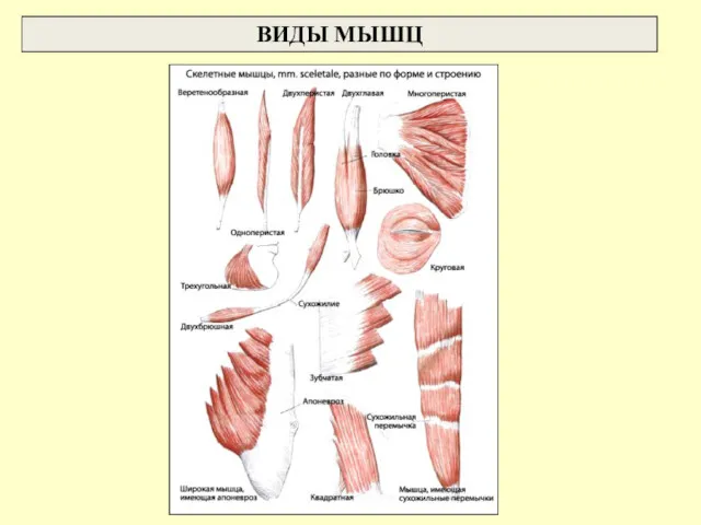 ВИДЫ МЫШЦ