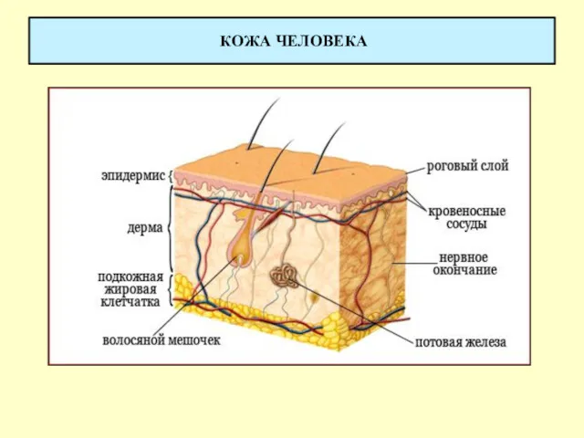 КОЖА ЧЕЛОВЕКА