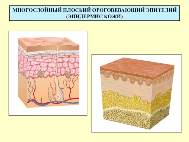 МНОГОСЛОЙНЫЙ ПЛОСКИЙ ОРОГОВЕВАЮЩИЙ ЭПИТЕЛИЙ (ЭПИДЕРМИС КОЖИ)