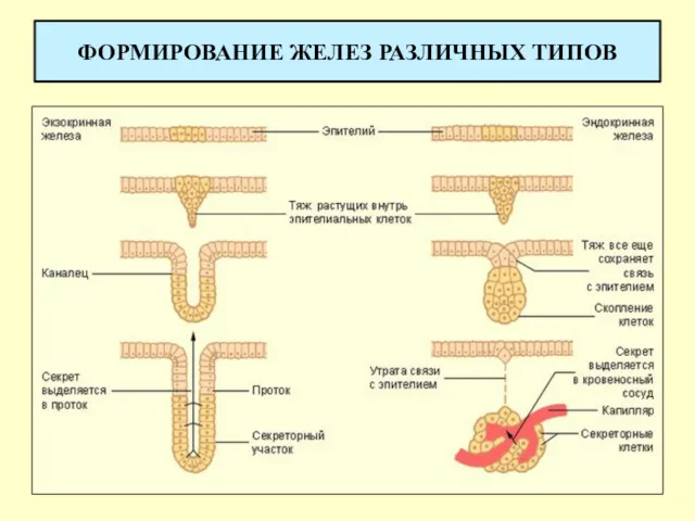 ФОРМИРОВАНИЕ ЖЕЛЕЗ РАЗЛИЧНЫХ ТИПОВ