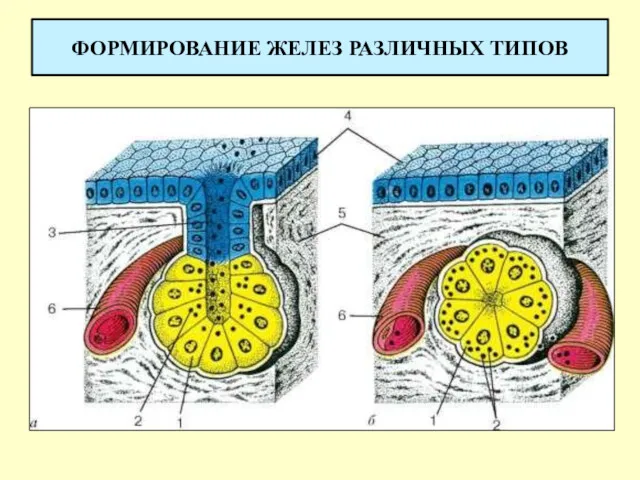 ФОРМИРОВАНИЕ ЖЕЛЕЗ РАЗЛИЧНЫХ ТИПОВ