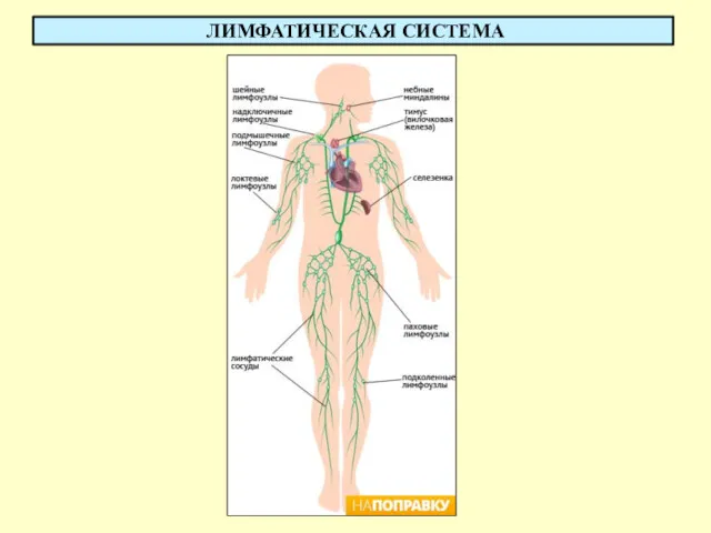 ЛИМФАТИЧЕСКАЯ СИСТЕМА