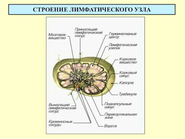 СТРОЕНИЕ ЛИМФАТИЧЕСКОГО УЗЛА