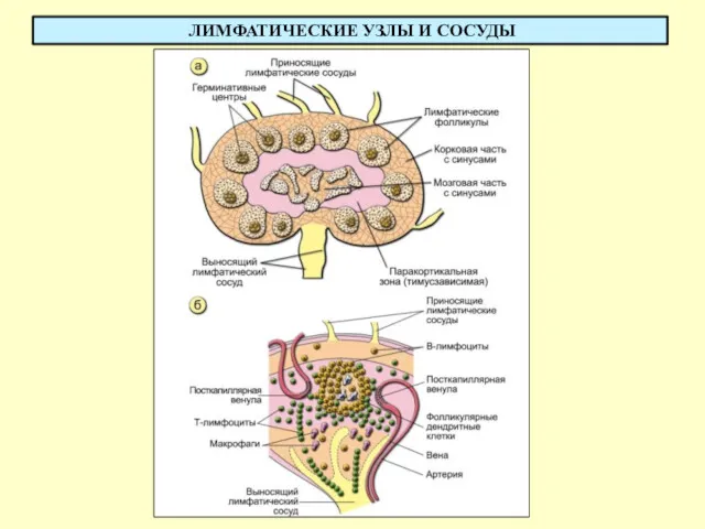 ЛИМФАТИЧЕСКИЕ УЗЛЫ И СОСУДЫ