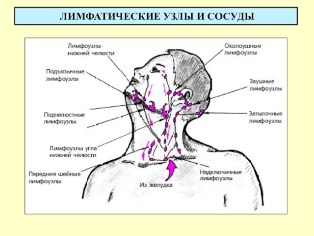 ЛИМФАТИЧЕСКИЕ УЗЛЫ И СОСУДЫ